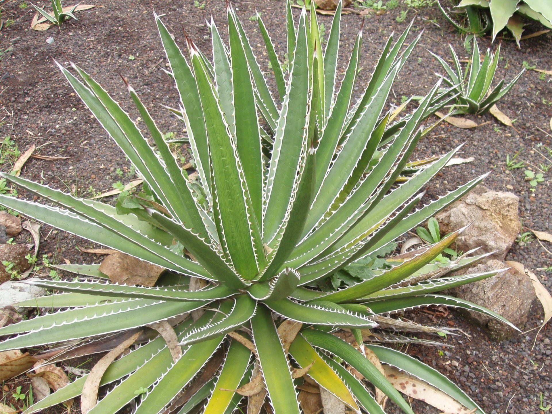 Agave ovatifolia ´Cameo´ 72 神戸 - www